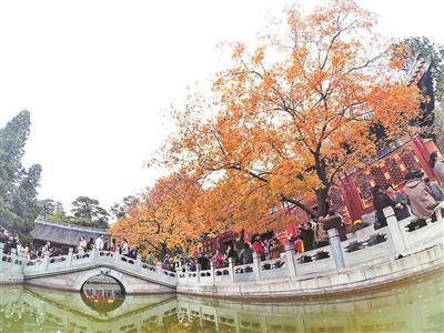 19日開始的三個周末 北京香山將迎紅葉觀賞高峰日